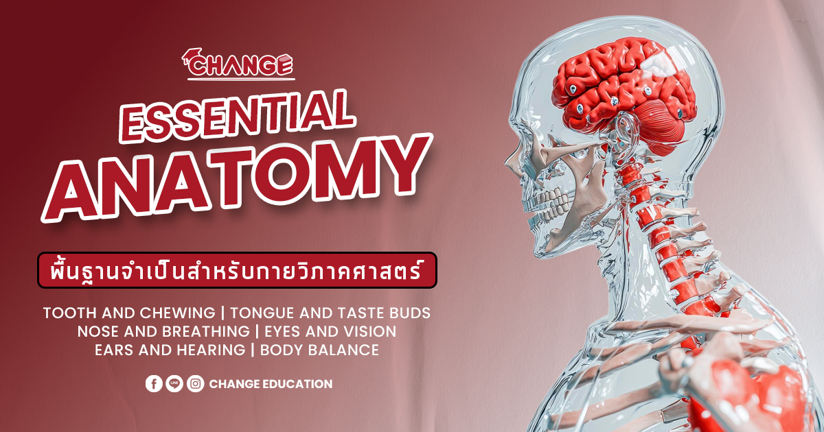 Essential Anatomy พื้นฐานที่จำเป็นสำหรับกายวิภาคศาสตร์ [2025]